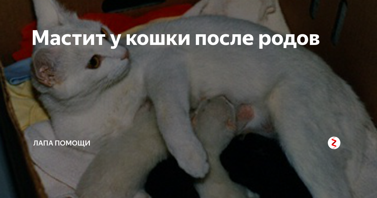 Мастит. При запущенной инфекции сосков они краснеют, твердеют, на них появляются