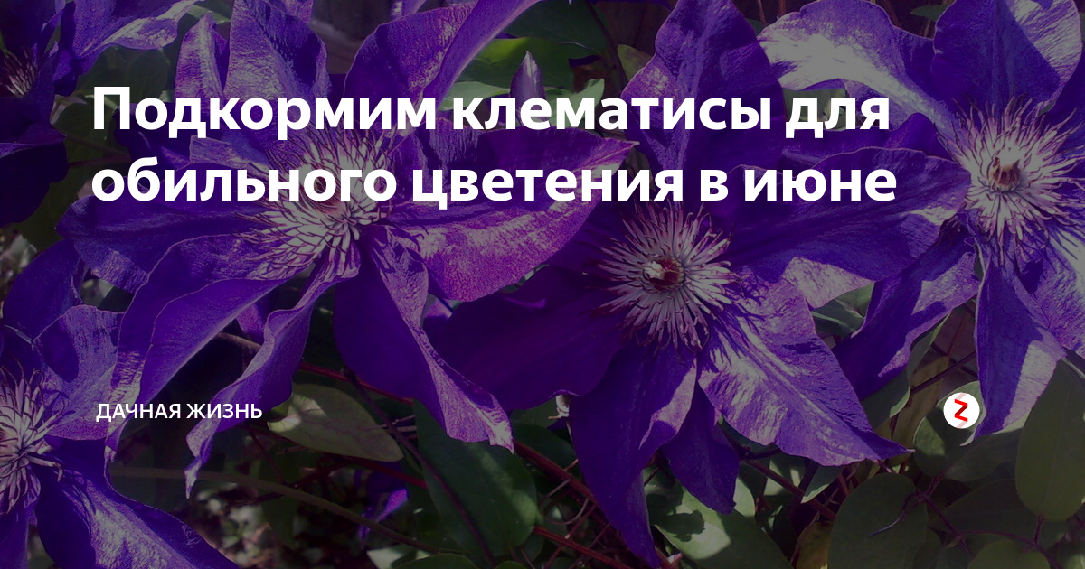 Чем подкормить клематис весной для пышного цветения. Чем подкормить клематис в июне для пышного цветения. Чем подкормить клематис в июне. Чем удобрить клематисы весной для пышного цветения.