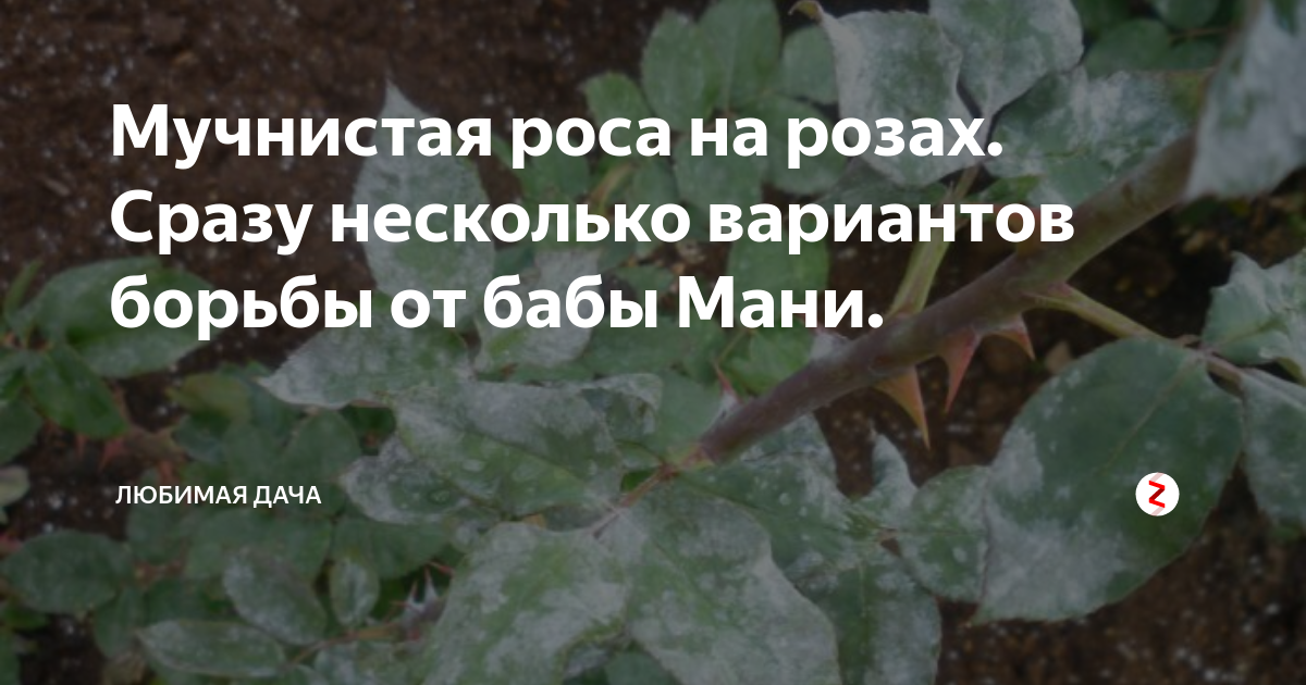 Купорос от мучнистой росы. Мучнистая роса на розах. Препараты от мучнистой росы на розах. Мучнистая роса на розах фото меры борьбы. Мучнистая роса методы борьбы.