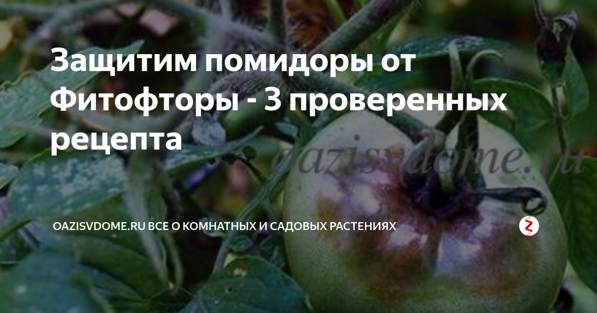 Защитим помидоры от Фитофторы - 3 проверенных рецепта