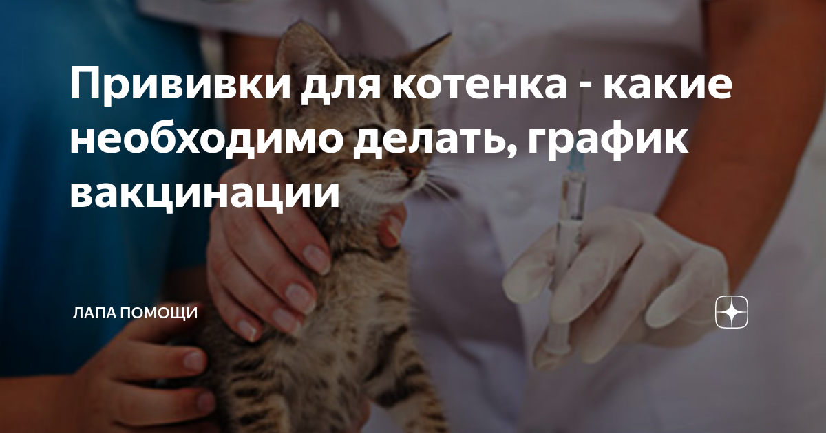 Нужна ли прививка котятам. Вакцинация котят. Прививки коту. График вакцинации котят. Первая вакцинация котенка.