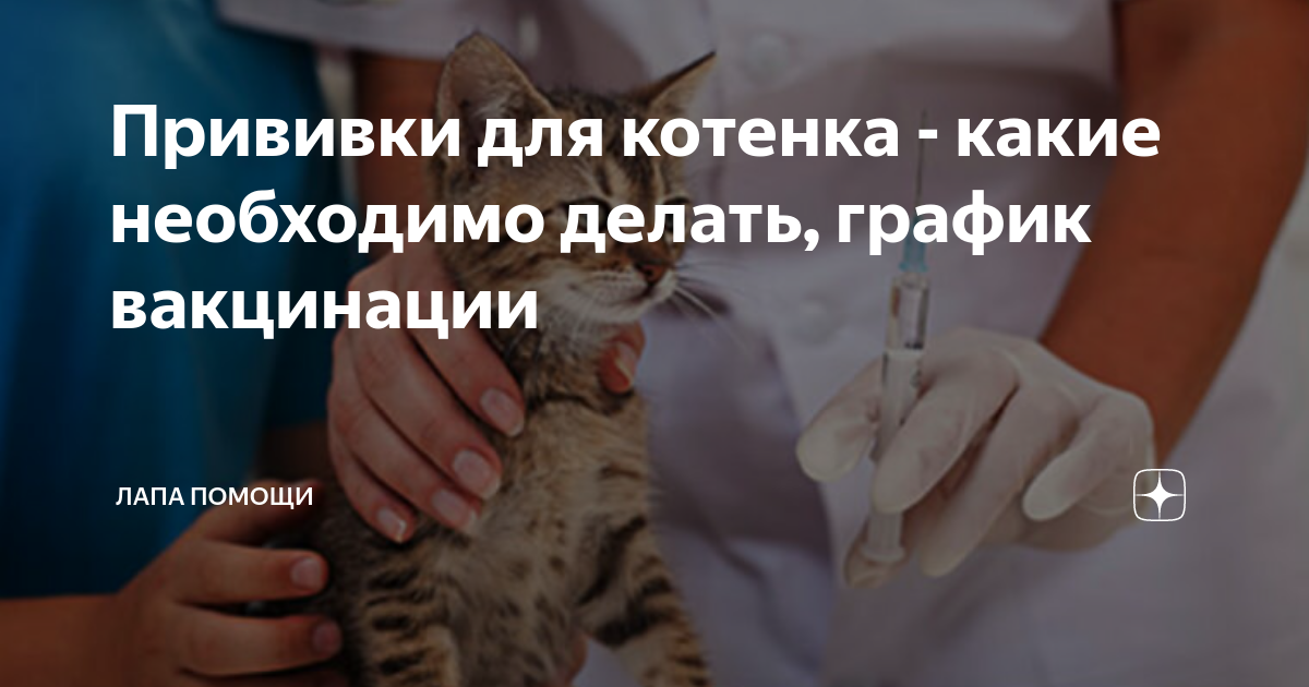 Вакцинация котят