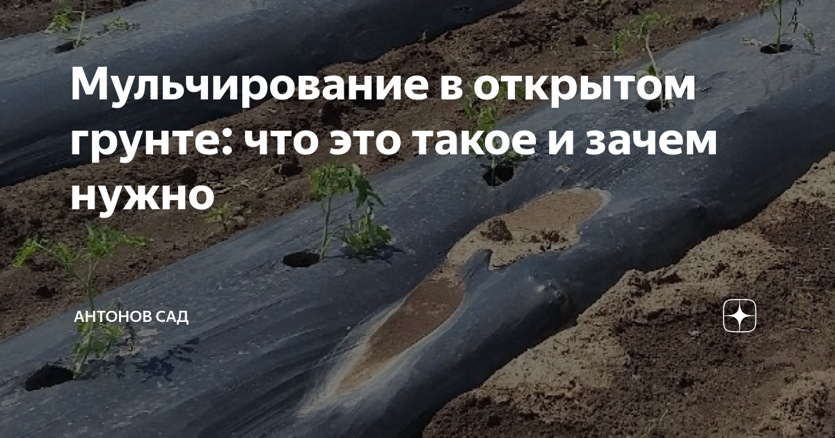 Мульчирование в открытом грунте: что это такое и зачем нужно | Антонов ...