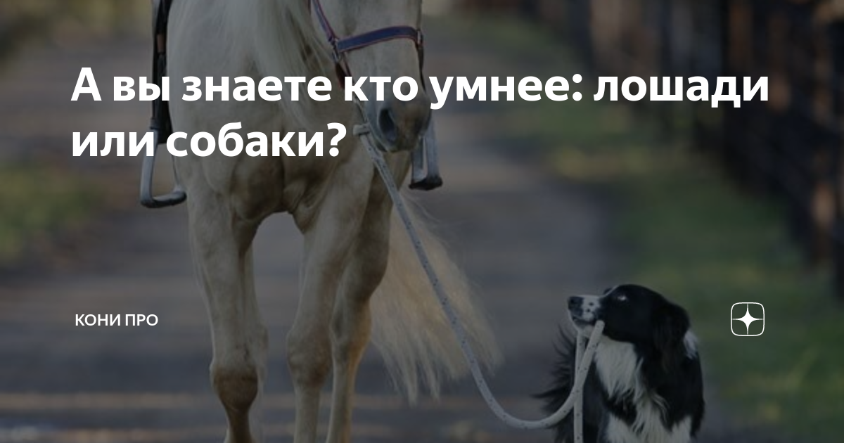 Лошади умные животные. Лошадь умнее человека. Цитаты про лошадей. Умная лошадь. Картинки лошадей.