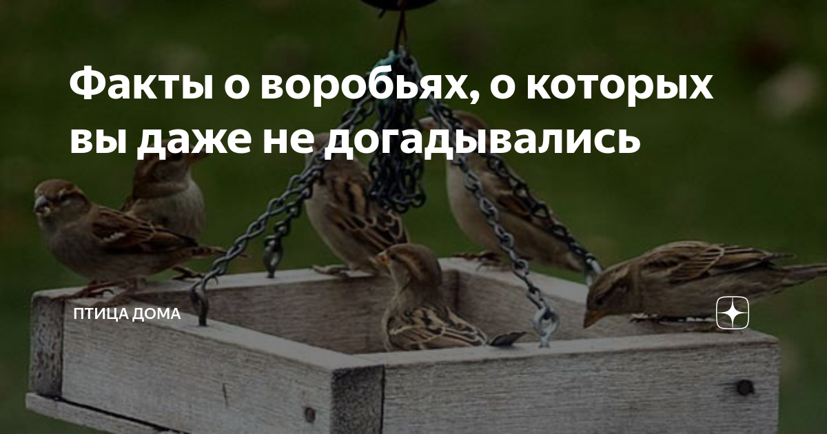 Факты про воробья. Факты о воробьях. Факты о воробьях маленьких. Факты про Воробьев. 5 Интересных фактов о воробьях.