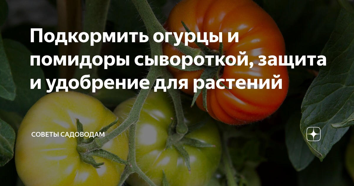 Полив сывороткой огурцы и помидоры. Как подкормить огурцы и помидоры сывороткой. Как подкормить огурцы сывороткой молочной. Подкормка помидоров йодом и сывороткой. Чем подкормить помидоры и огурцы.