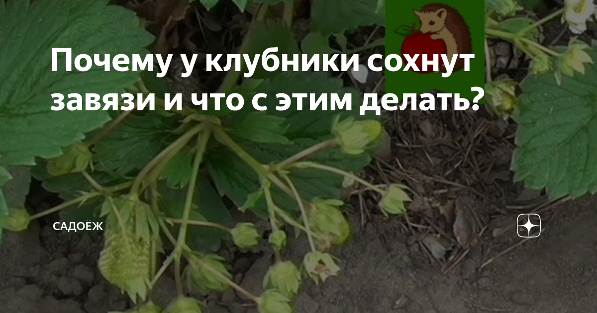 Почему сох. Клубника сохнут завязи. Почему у клубники сохнут завязи. Завязь клубники засыхают на кусте. Сохнут ягоды на клубнике в завязи