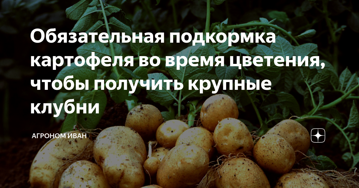 Подкормка картофеля после цветения. Удобрение для картофеля. Удобрение для картофеля по листу. Внекорневая подкормка картофеля. Листовая подкормка картофеля.