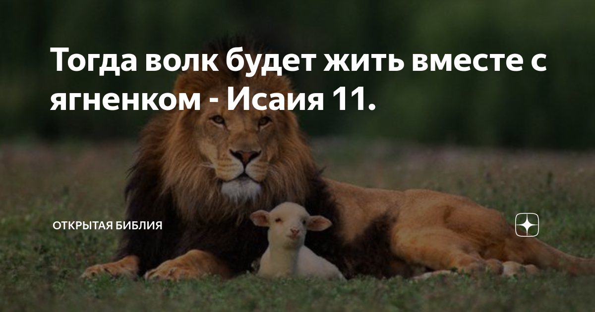 6 тогда. Тогда волк будет жить вместе с ягненком. Лев и ягненок будут пастись вместе. Волк и ягненок Библия. Исаия Лев и ягненок