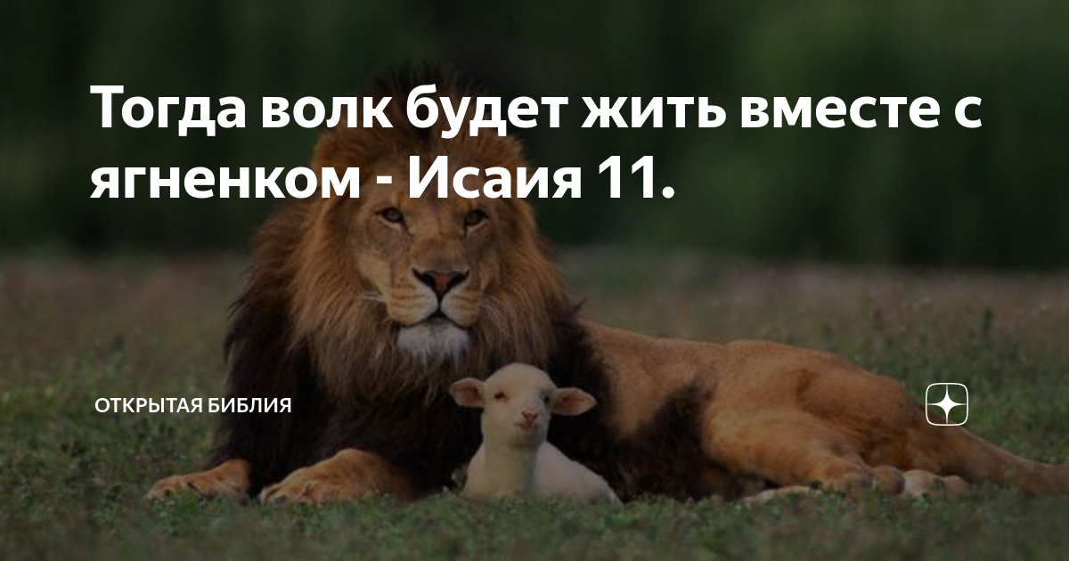 Лев волк и ягненок. Тогда волк будет жить вместе с ягненком. Лев и ягненок будут пастись вместе. Волк и ягненок Библия. Исаия Лев и ягненок.