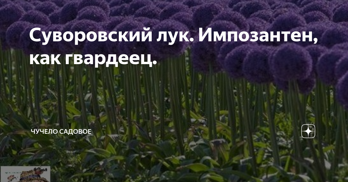 Чеснок Суворова: когда высаживать в огороде осенью Дача ягодки цветочки Дзен
