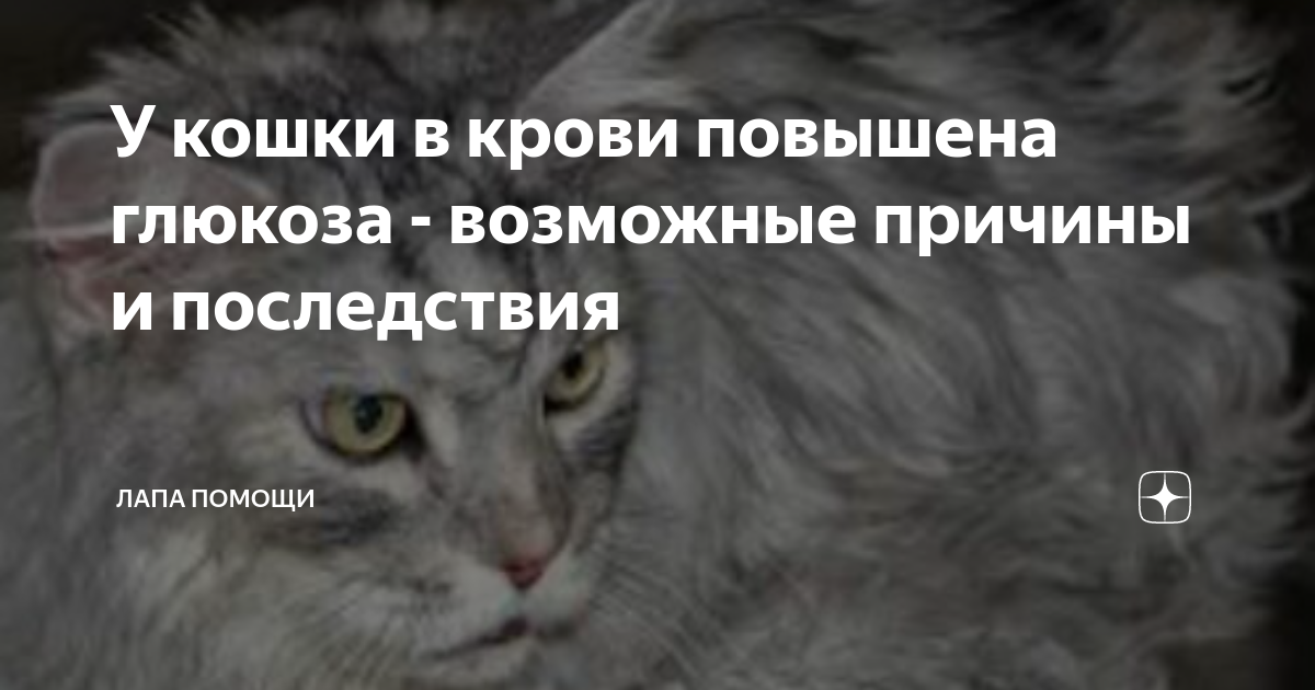 У кошки повышен. Если кошка чувствует сахар это нормально. Может ли повышение Глюкозы у кошки вызвать потерю зрения.