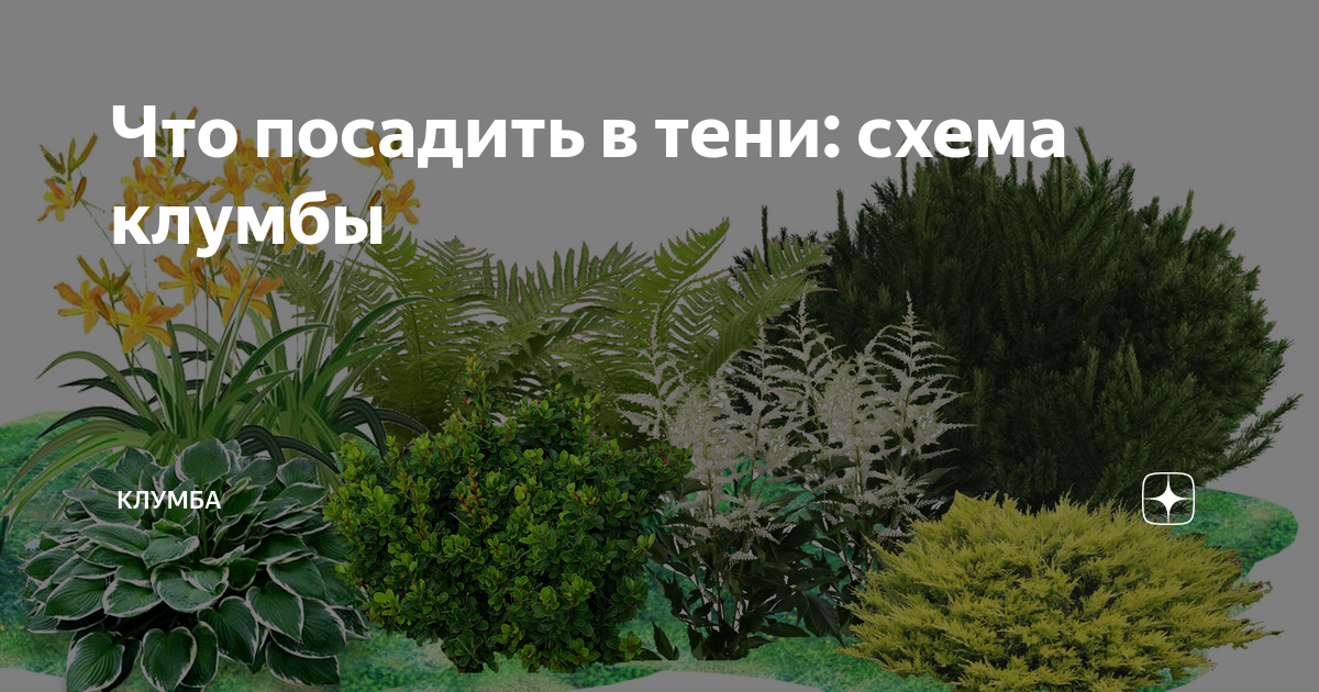 Какие цветы посадить в тени: клумба в тенистом уголке сада красивее, чем на солнце