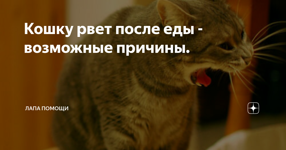 Почему постоянно рвется. Кошку тошнит после еды. У кошки рвота после еды причины. Кот рыгает едой причины.