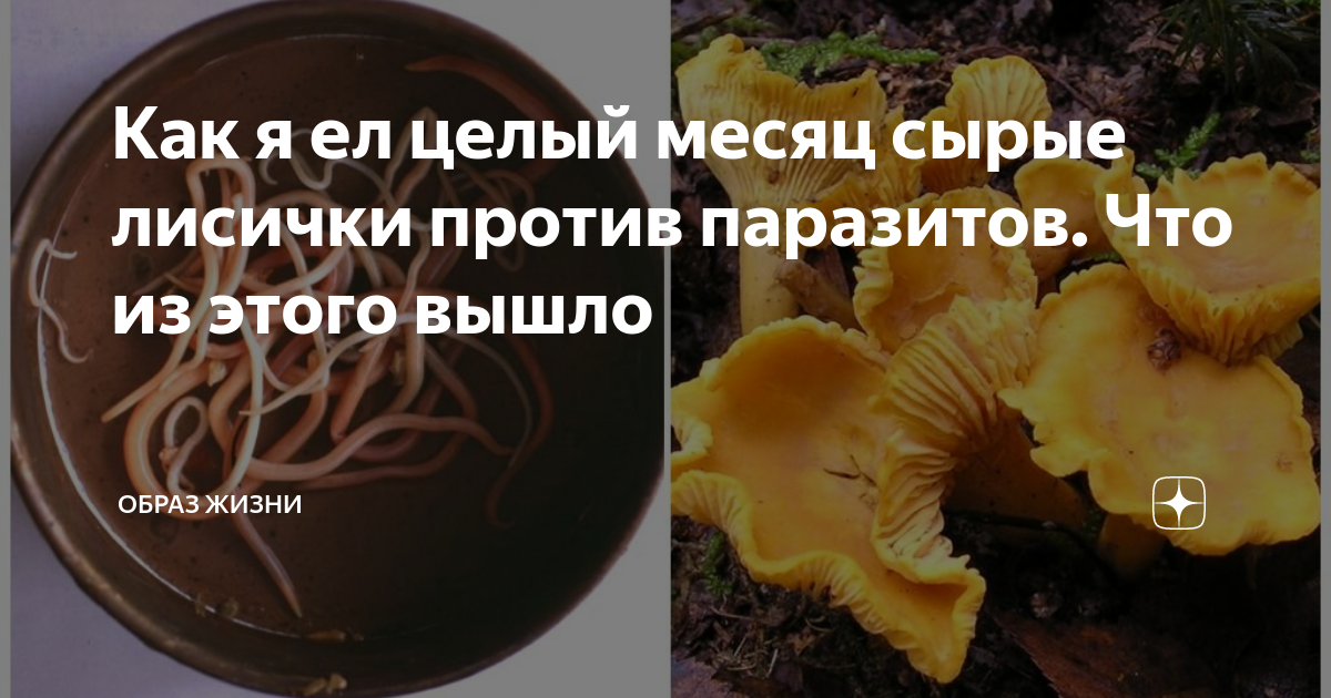 Лисички от паразитов. Лисички грибы от паразитов. Грибы лисички от глистов. Гриб Лисичка паразиты. Лисички против паразитов