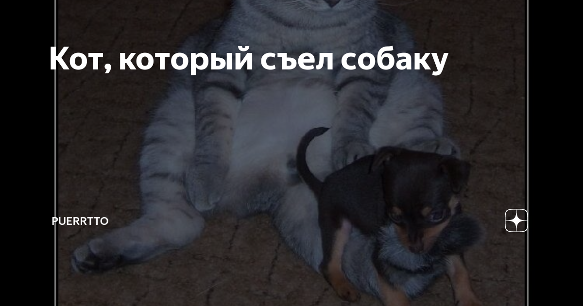 Что будет если кот съест. Кот съевший кошачью мяту. Котик за столом. Что будет если кот съест. Что будет если кот съест.