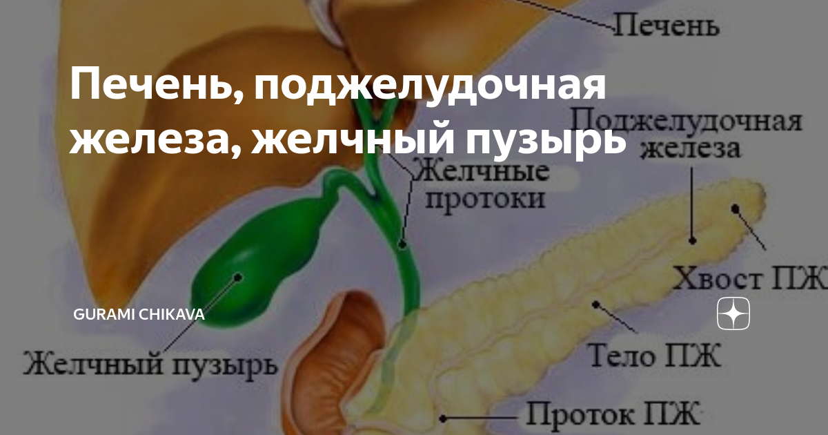 Забиты протоки. Поджелудочная железа b ;tkxysq gepshmn. Желчный пузырь и поджелудочная железа. Печень и желчный пузырь. Печень поджелудочная железа желчный пузырь