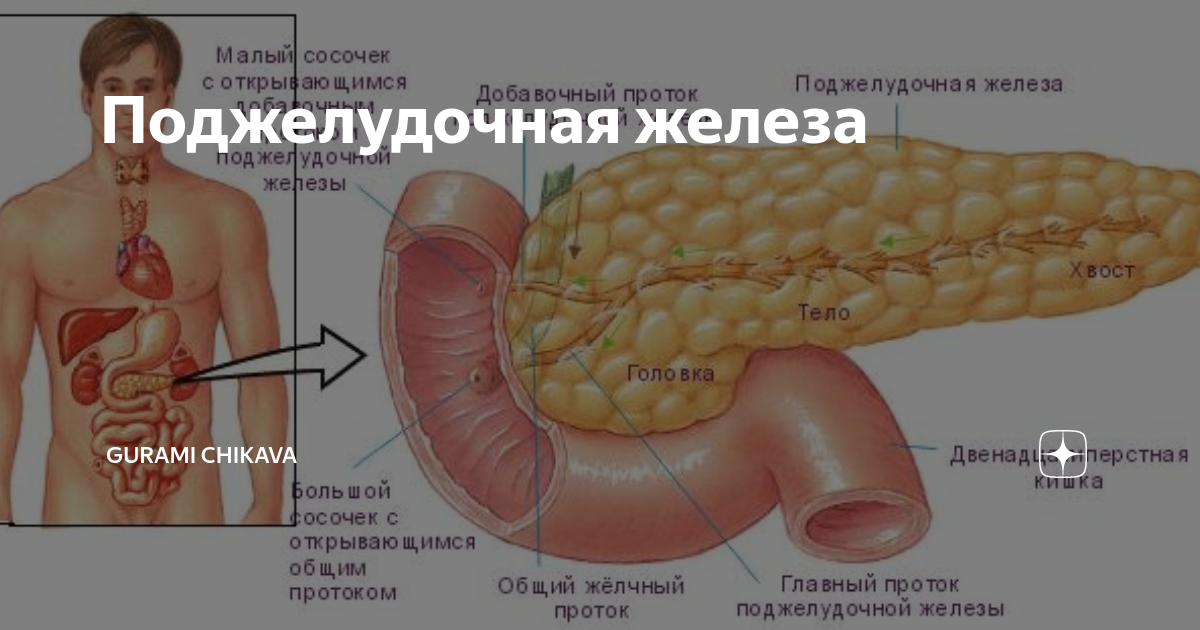 Поджелудочная железа человека. Анатомия человека внутренние органы поджелудочная железа. Точное расположение поджелудочной железы. Хвост поджелудочной железы.