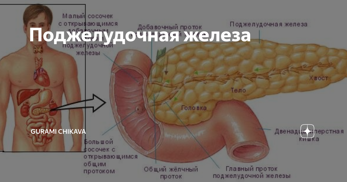 Поджелудочная железа где находится и как болит. Островковый аппарат поджелудочной железы. Анатомия человека внутренние органы поджелудочная железа. Разделенная поджелудочная железа. Островковая часть поджелудочной железы.