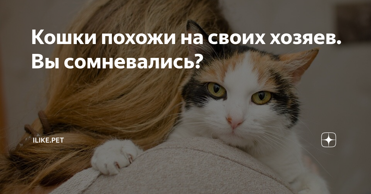 Почему кошки похожи на своих хозяев: наследственность или взаимная адаптация?