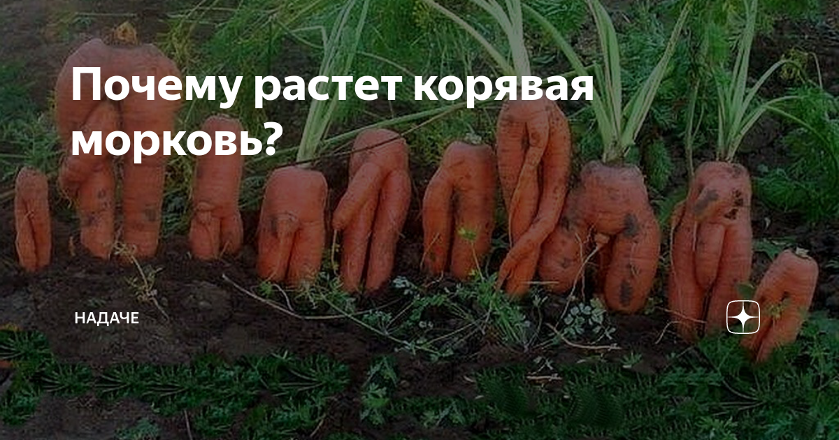 Почему не растут. Корявая морковь. Корявая морковь причины. Уродливая морковь. Морковь растет рогатая