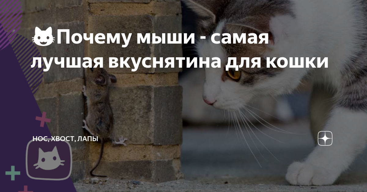 😺Почему мыши - самая лучшая вкуснятина для кошки | Нос, хвост, лапы | Дзен