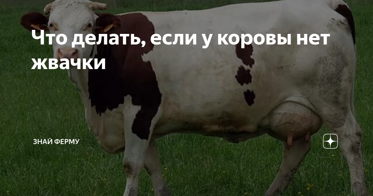 У коровы нет жвачки что. Жевательная корова. корова жует жвачку. вызов жевательной коровы.