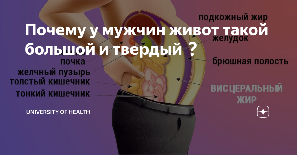 Почему у мужчин живот такой большой и твердый❓ | University of Health | Дзен