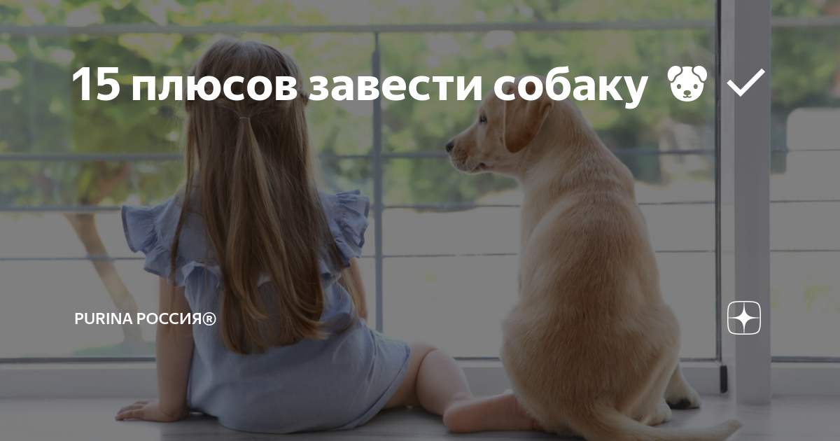 15 плюсов завести собаку 🐶✓ | Purina Россия® | Дзен