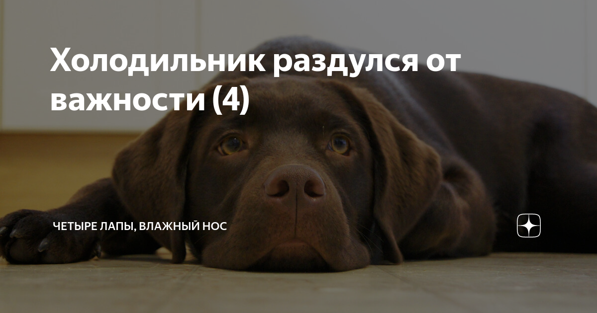 Мокрый нос зоомагазин. Четыре лапы влажный нос и очень умный взгляд. Канал четыре лапы влажный нос. Четыре лапы влажный нос. Четыре лапы влажный нос и очень умный взгляд.