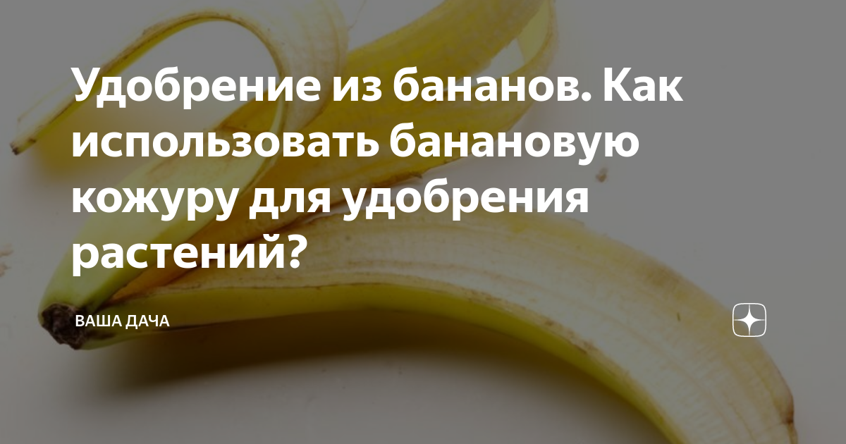 Подкормка огурцов банановой кожурой. Удобрение из банана для базилика. Можно ли из банановой кожуры сделать подкормку для цветов.