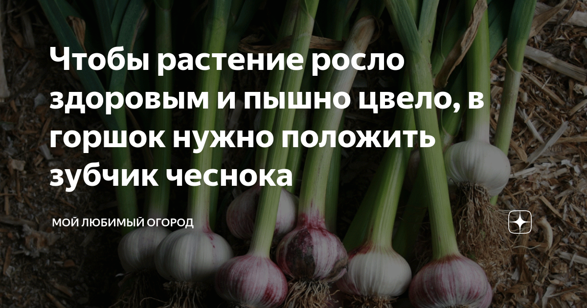 Чтобы растение росло здоровым и пышно цвело, в горшок нужно положить зубчикчеснока