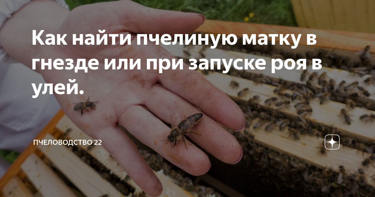 Использование рамок для идентификации королевы пчел