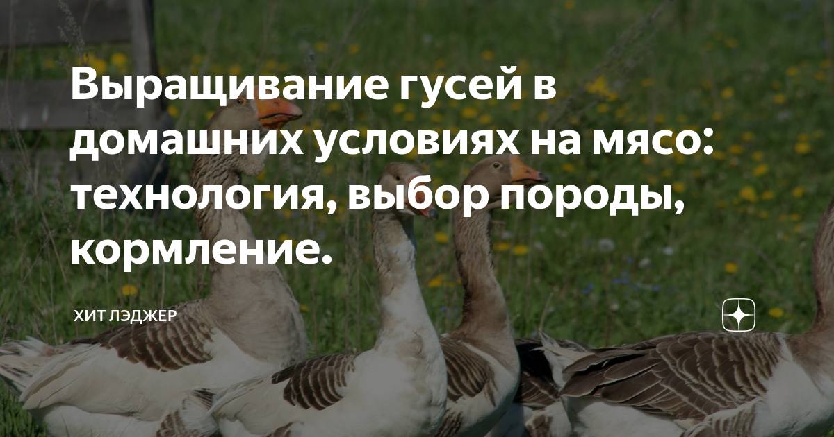 Выращивание гусей, уток и индюков: советы профессионалов