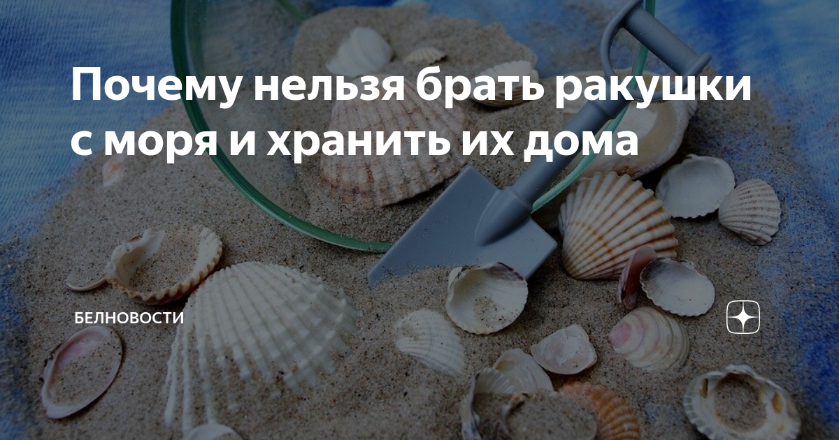 Можно ли хранить ракушки дома с моря. Почему нельзя брать ракушки с моря. Почему нельзя держать дома ракушки. Откуда берутся ракушки. Знак нельзя забирать ракушки.