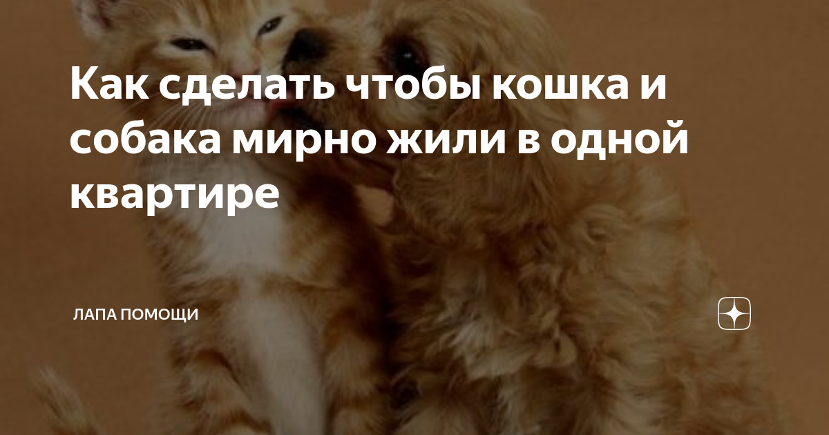 Обучение командам и правилам