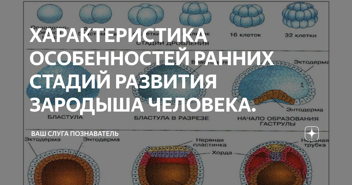 Стадия раннего эмбрионального развития зародыша. Стадия раннего эмбрионального развития зародыша