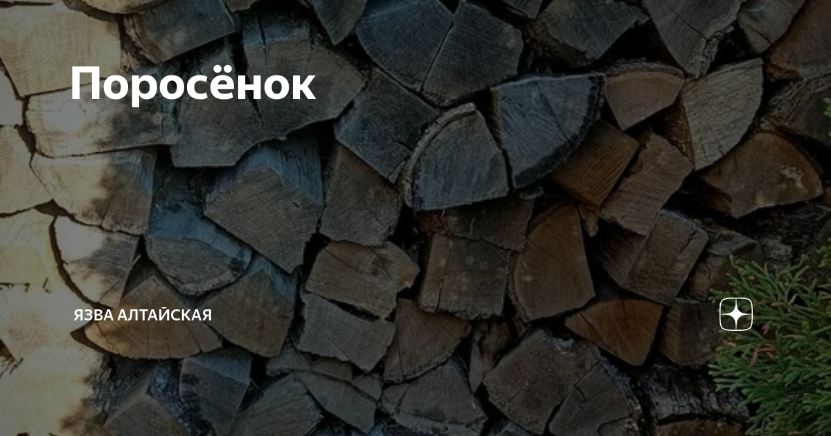 Колхозница это оскорбление. Читать язву алтайскую. Сырники из мягкого творога свитлогорье. Читать язву алтайскую. Язва алтайская дзен.