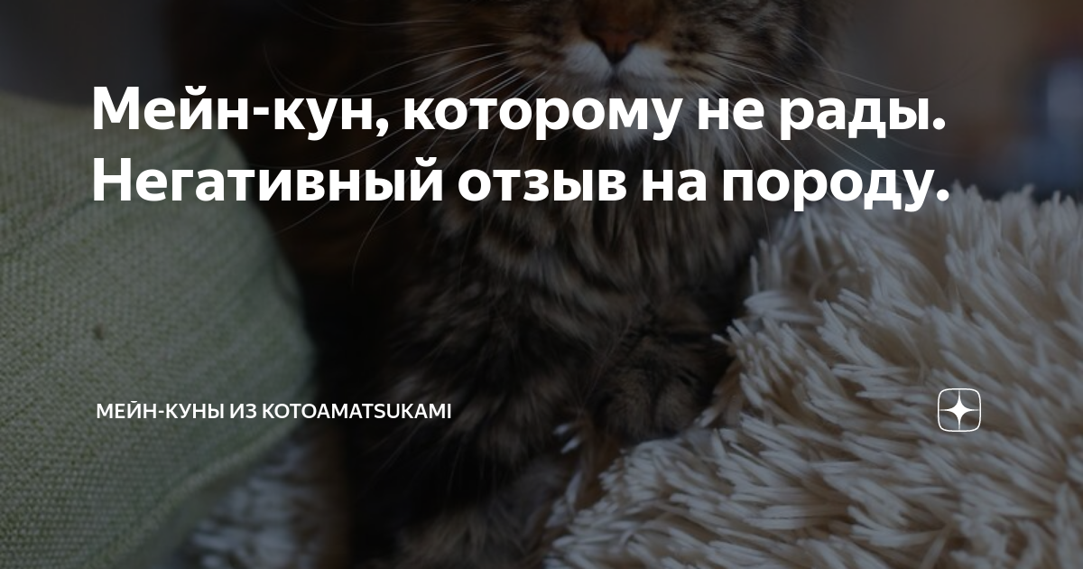 Мейн-кун, которому не рады. Негативный отзыв на породу. | Мейн-куны из ...