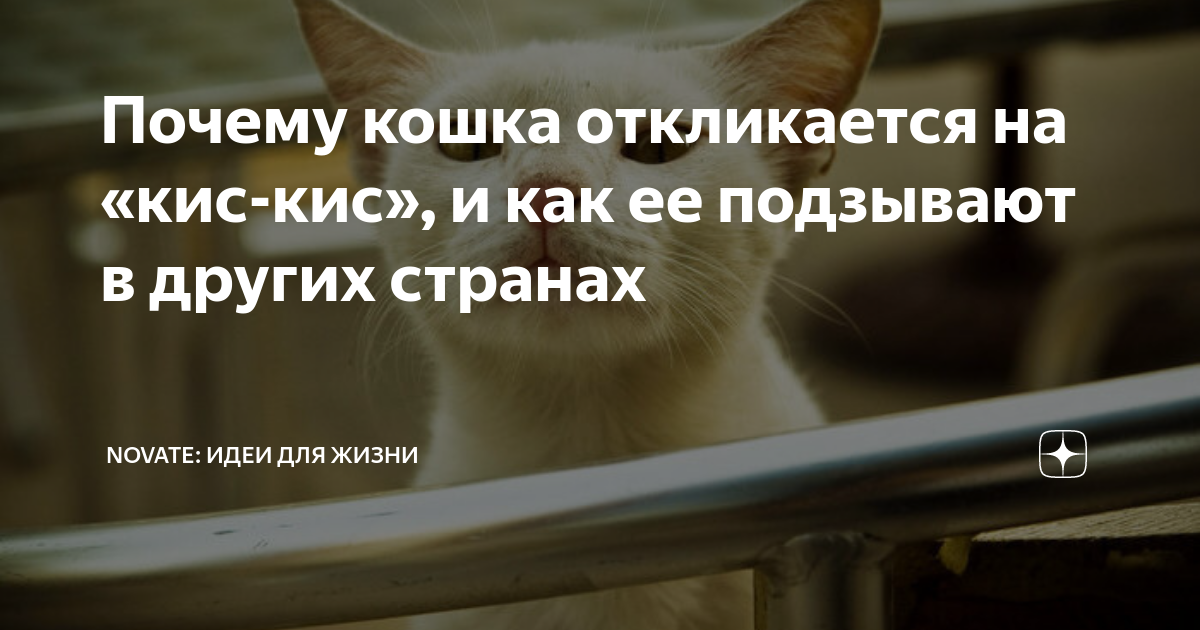 Почему кошка отзывается