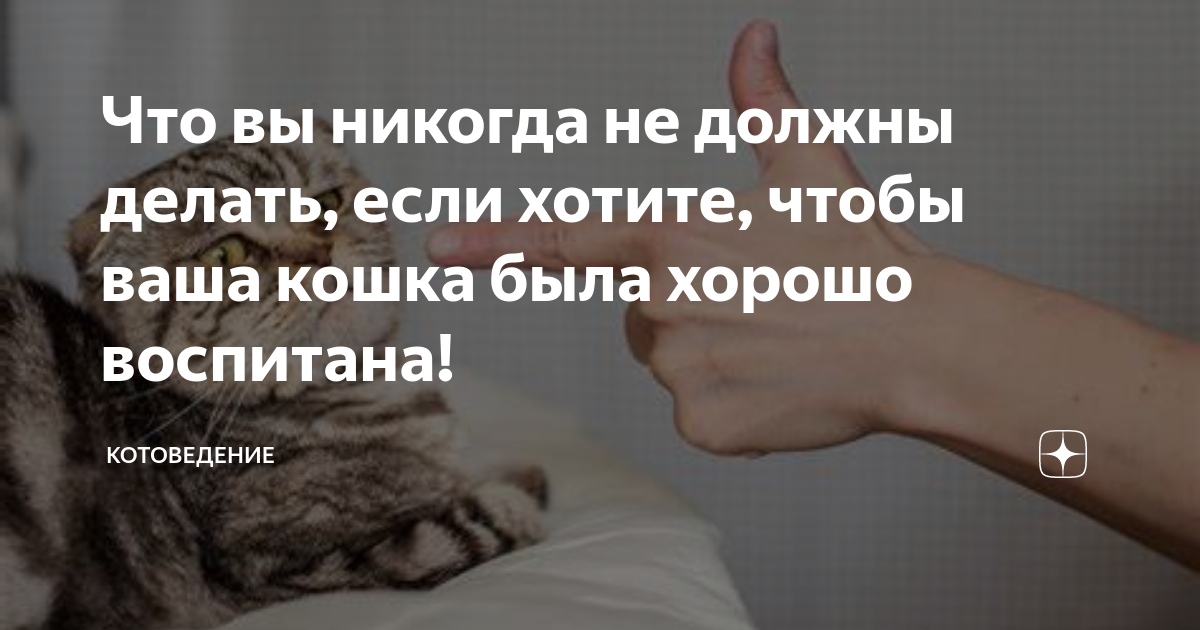 если кошка не может пописать что делать