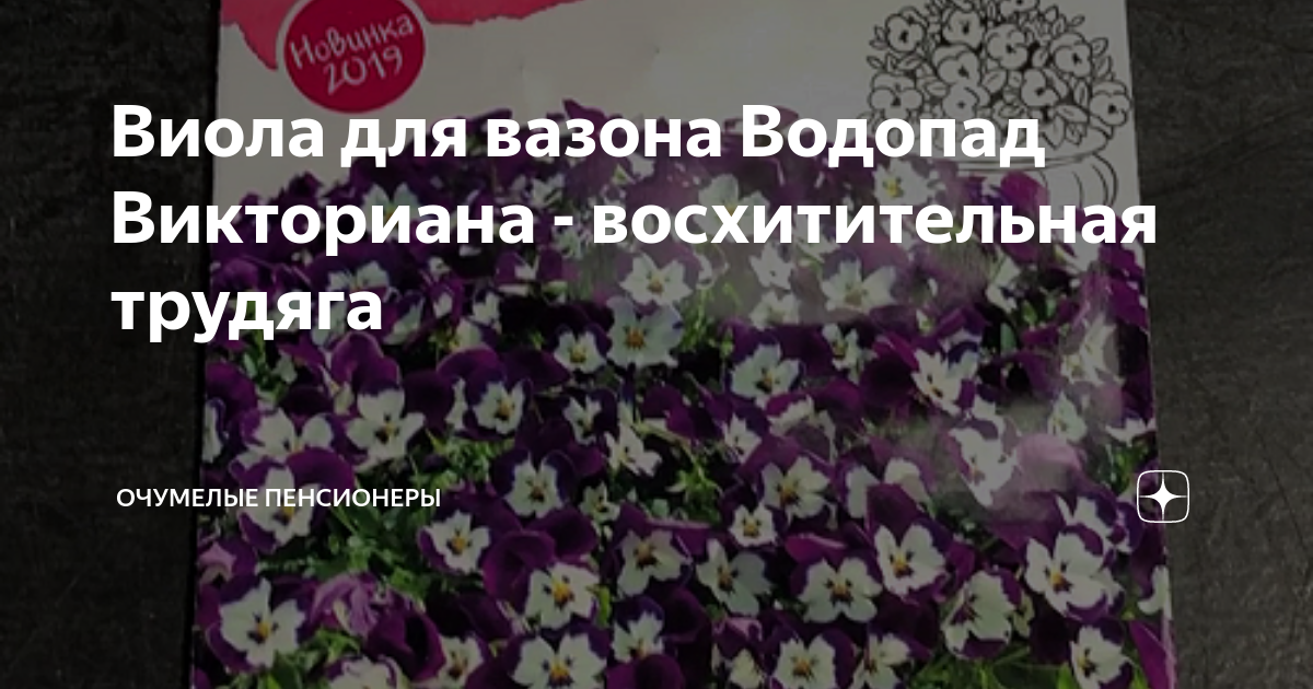 Виола для вазона Водопад Викториана - восхитительная трудяга | очУМЕЛЫЕ ...