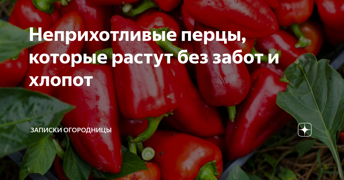 Неприхотливые перцы, которые растут без забот и хлопот | Записки ...