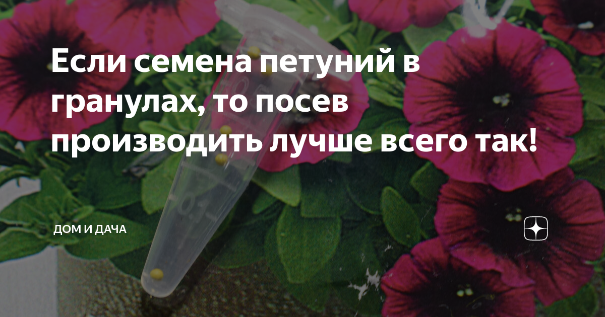 Если семена петуний в гранулах, то посев производить лучше всего так ...