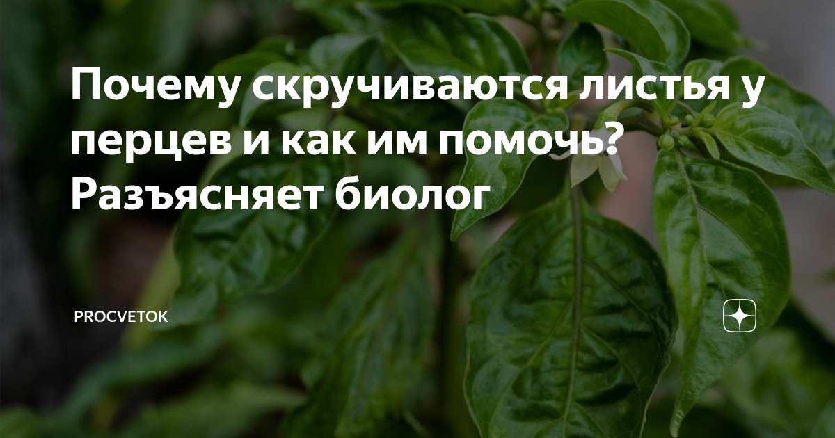 Перелив перцев. У перца скручиваются листья. У рассады перца листья закручиваются вниз. Листья перца скручиваются вверх. Болезни рассады перцев.