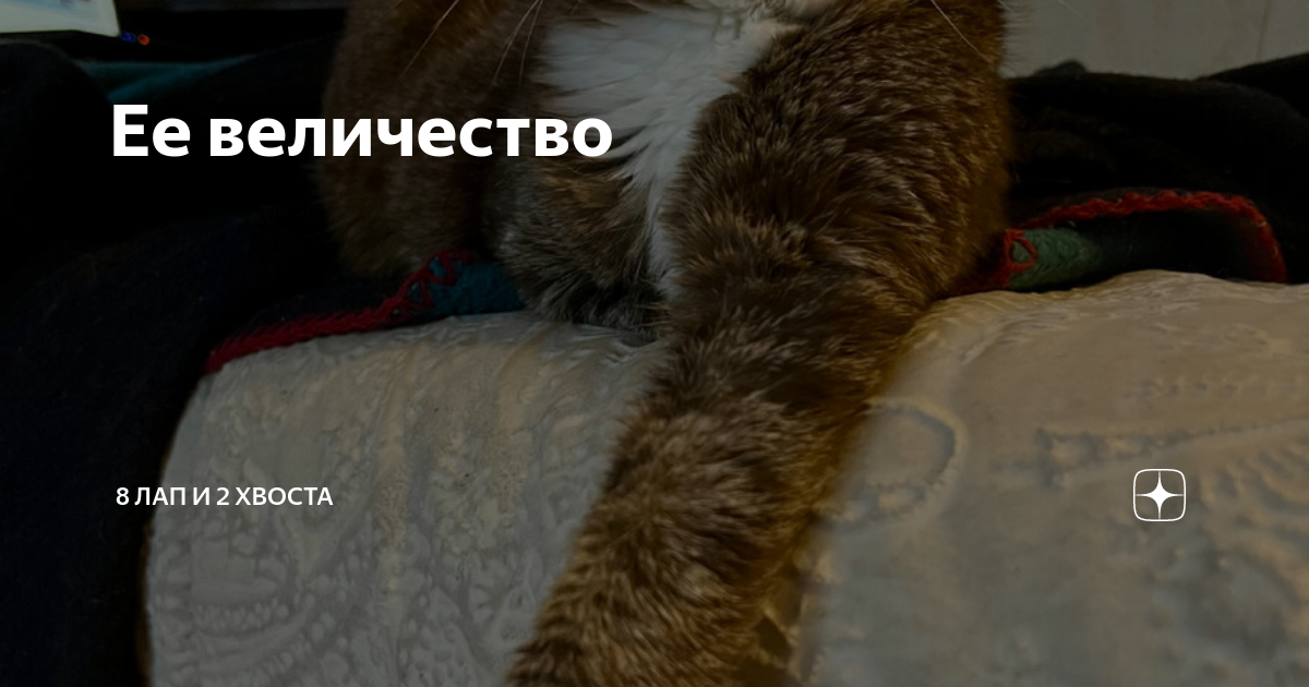 желтоглазый кот. дзен хвостики. котик с хвостиком на голове. дзен хвостики. любовь котов.