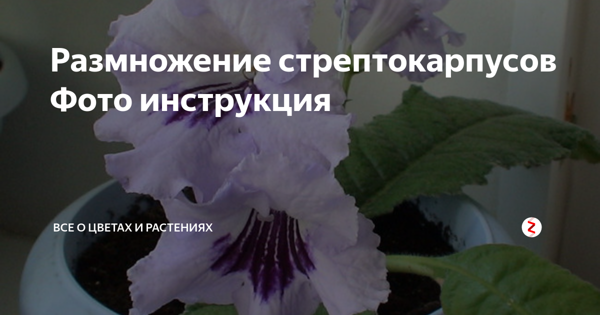 Как размножить стрептокарпус листом. Стрептокарпус размножение. Стрептокарпусы размножение. Цветок стрептокарпус размножение. Стрептокарпус размножение листом.