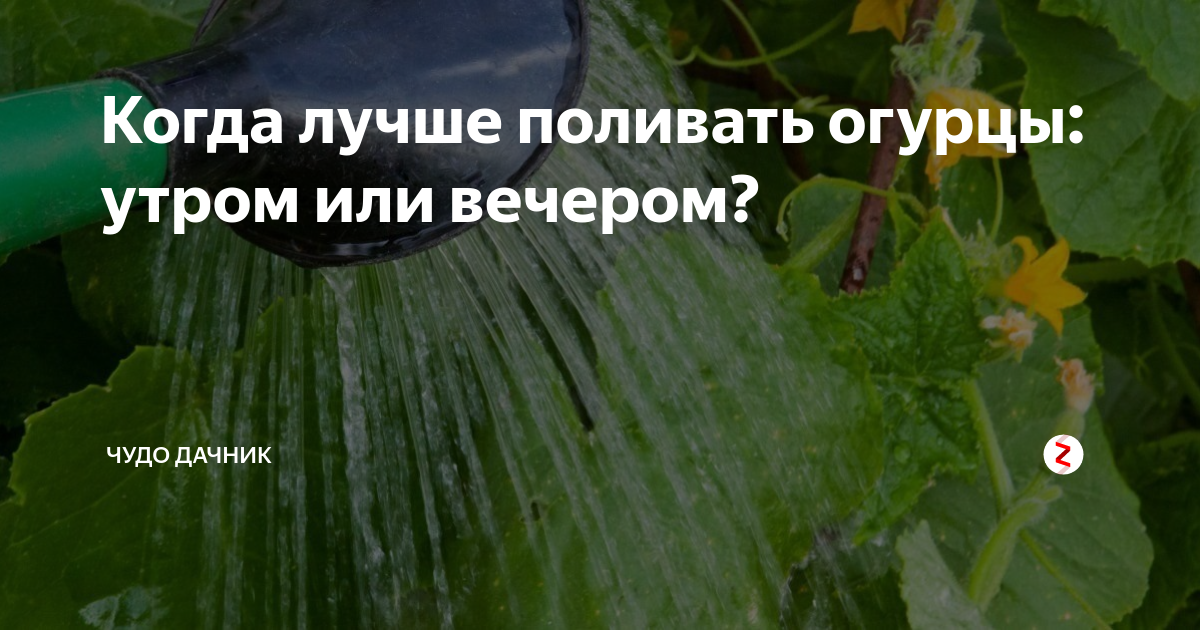 Когда лучше поливать огурцы утром или. Когда лучше поливать огород утром или вечером. Когда лучше поливать огурцы. Утром огурцом. Поливать цветы утром или вечером.