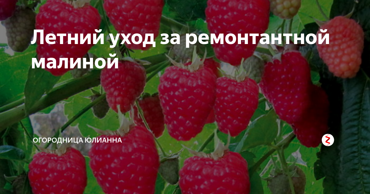 Летний уход за ремонтантной малиной | ОГОРОДНИЦА ЮЛИАННА | Дзен