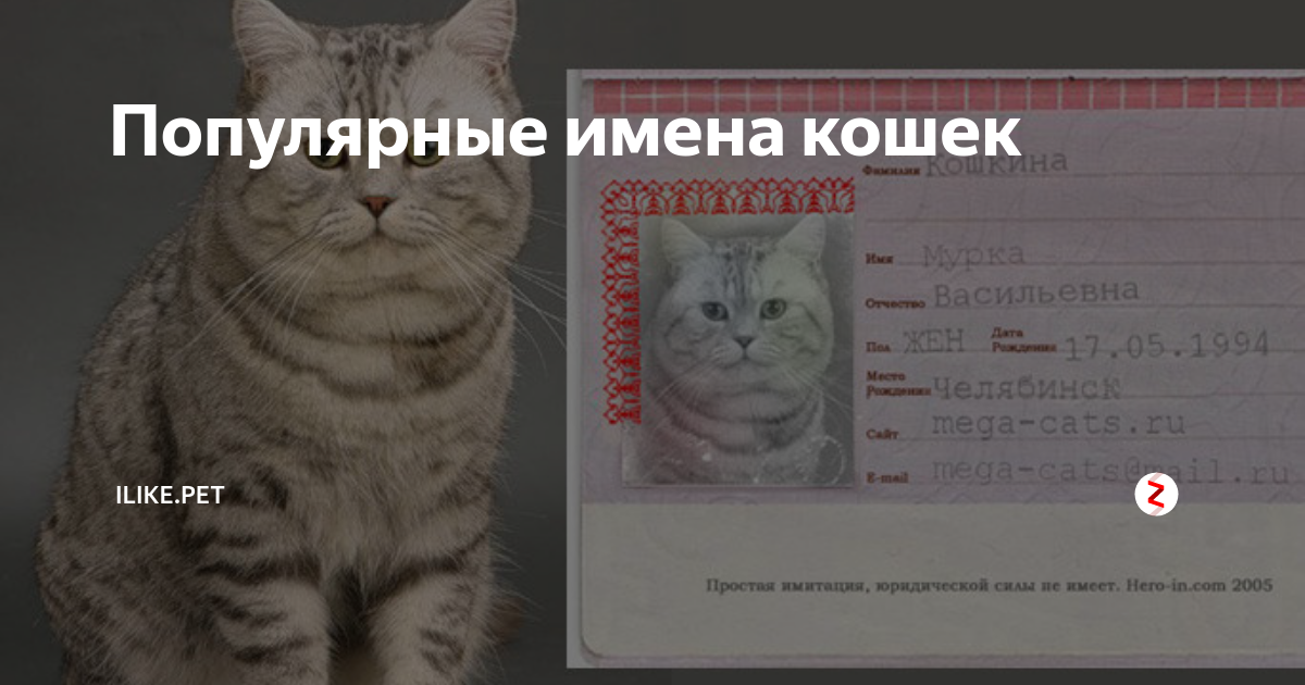 кличка для кошки на з, отчество девочки кошки, кот с кличкой семен, алиса подскажи имена кошечек